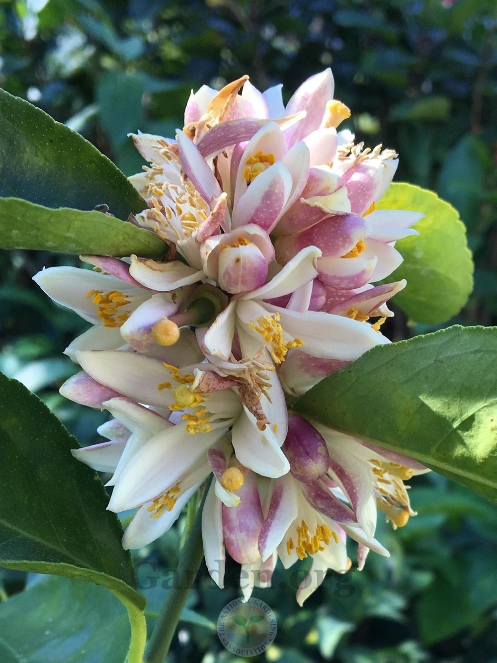 Citrus Fruits Plant Care and Collection of Varieties