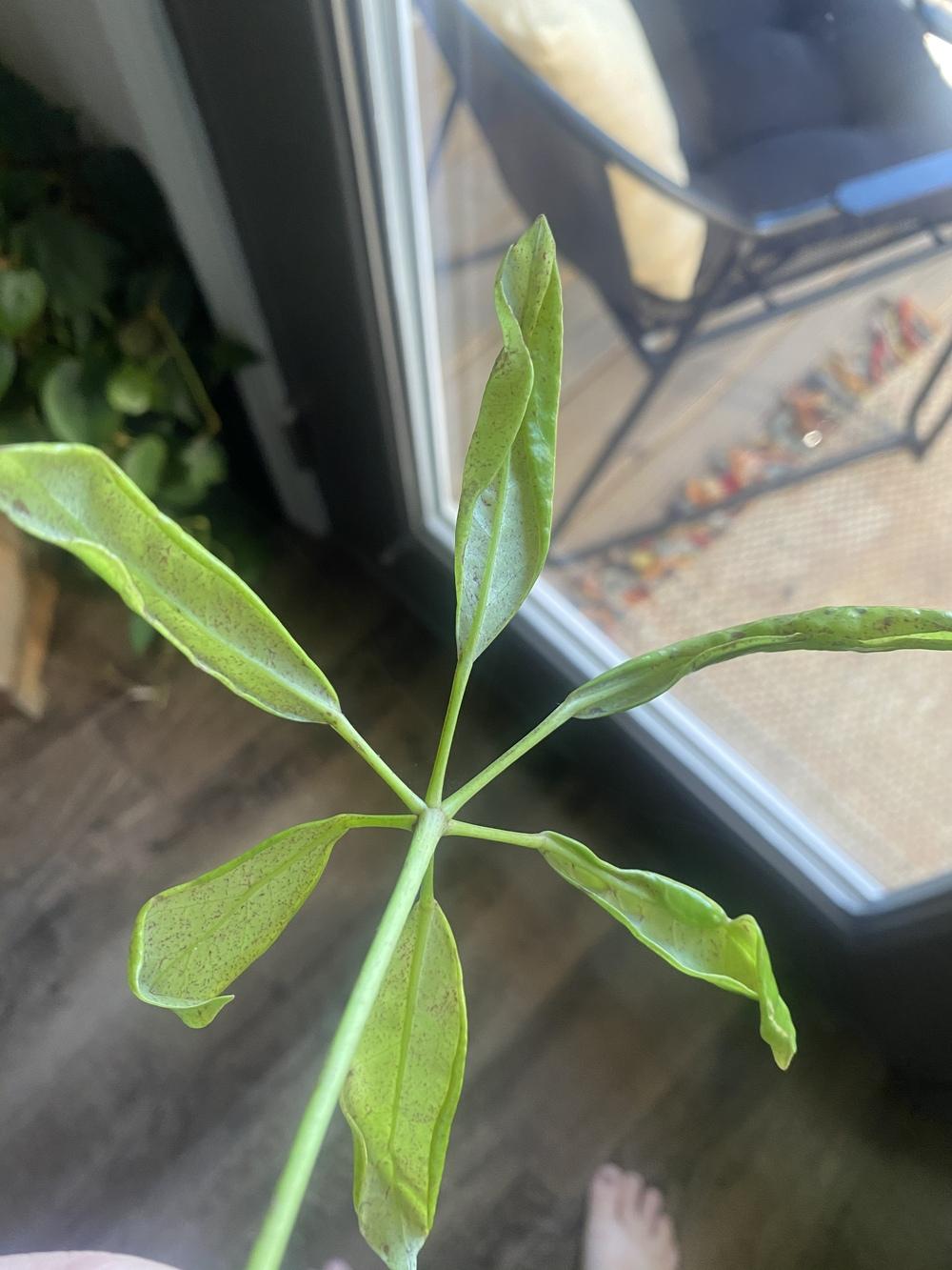 Umbrella tree in the Ask a Question forum