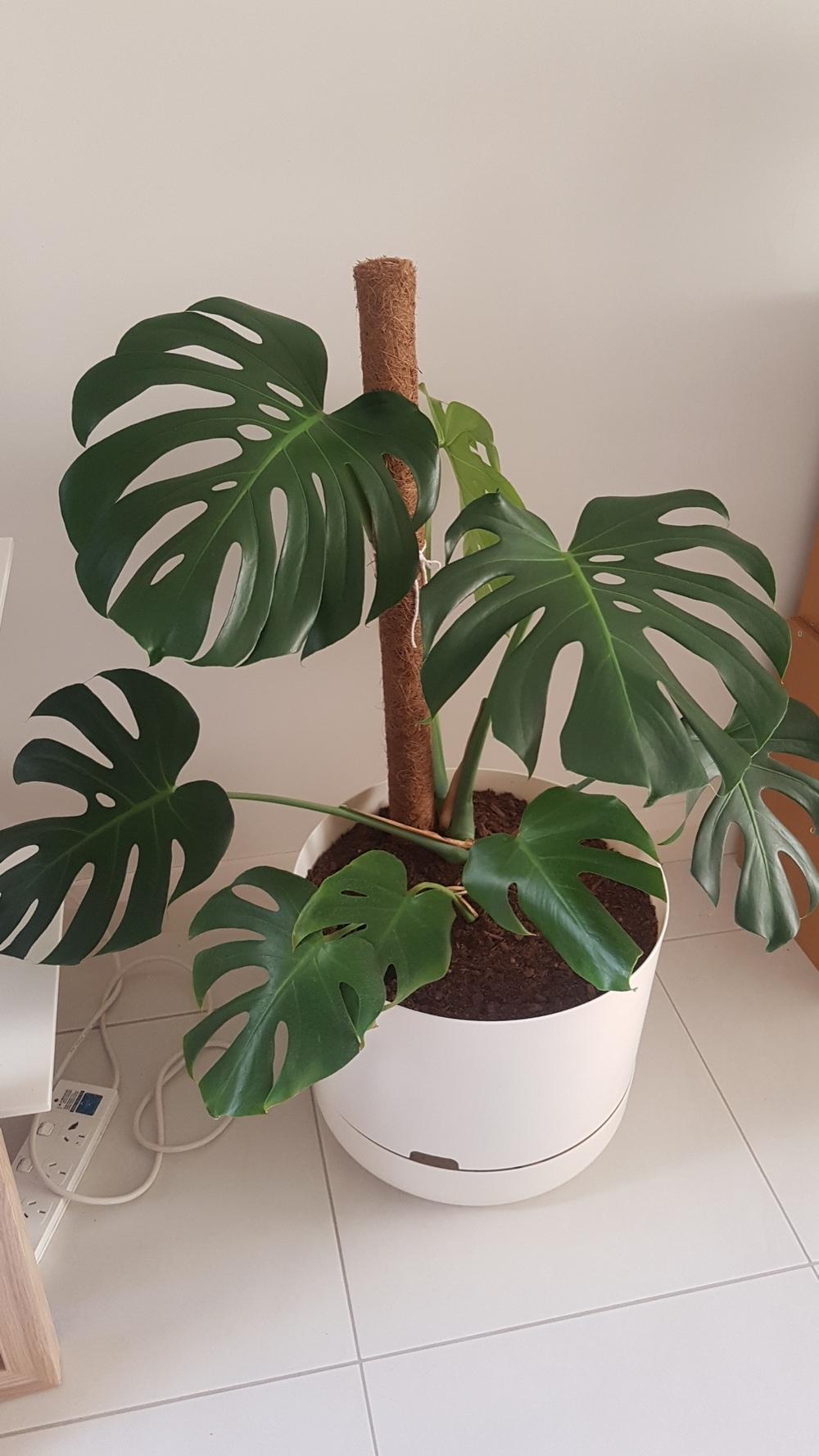 Houseplants Forum Monstera Deliciosa Bottom Leaves Dying Off Garden Org