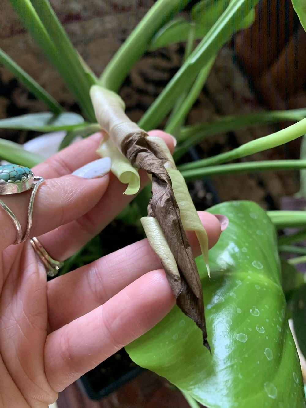 Ask A Question Forum Monstera New Leaves Turning Brown Before Unfurling Garden Org
