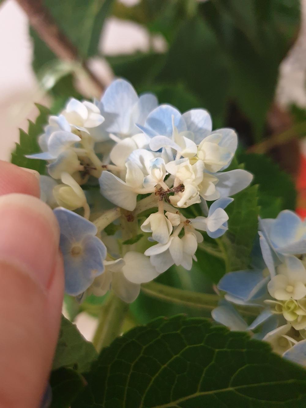 New hydrangea blooms falling off in the Ask a Question forum