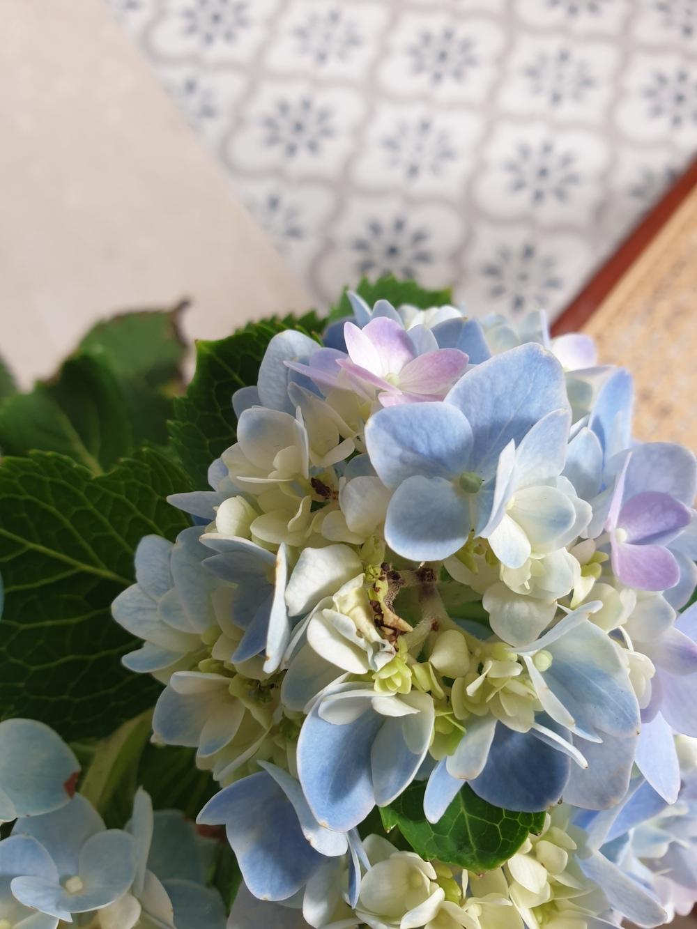 New hydrangea blooms falling off in the Ask a Question forum