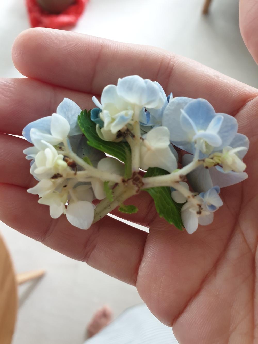 New hydrangea blooms falling off in the Ask a Question forum