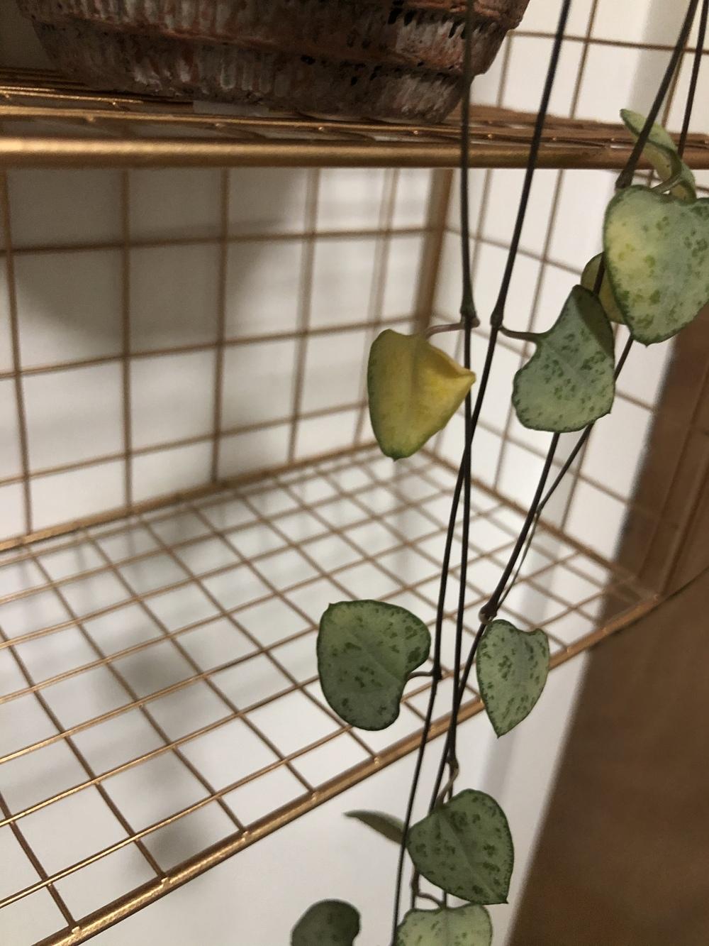 Ask A Question Forum String Of Hearts Problems Garden Org