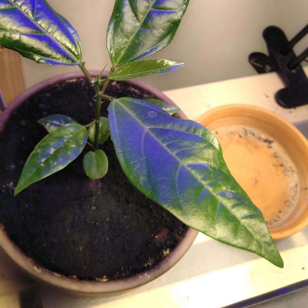 Plant ID forum: Mysterious plant - Garden.org