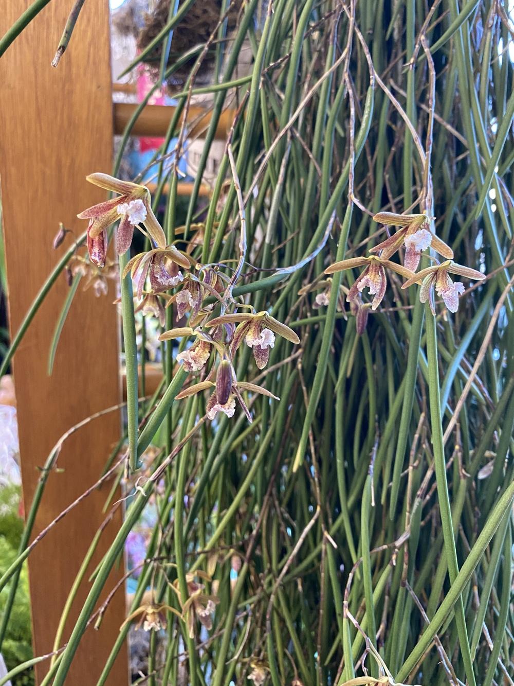 Orchid (Dendrobium Australian Ginger)