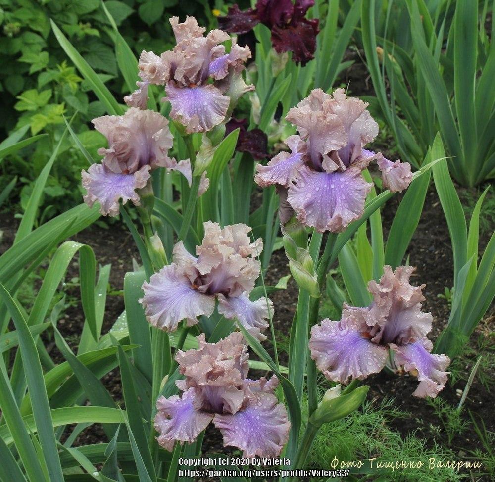 Photo of the bloom of Tall Bearded Iris (Iris 'Stop Flirting') posted