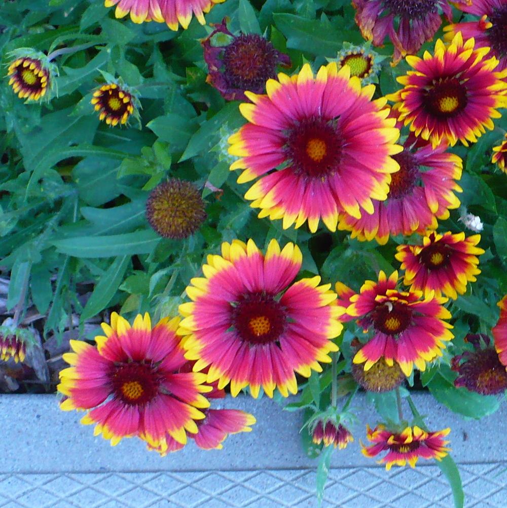 Photo of the seed pods or heads of Blanket Flower (Gaillardia Galya™ Wild Fire) posted by
