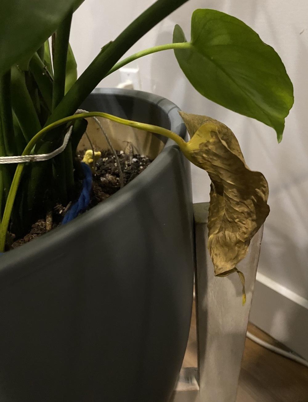 Ask A Question Forum Mushroom In My Monstera Garden Org