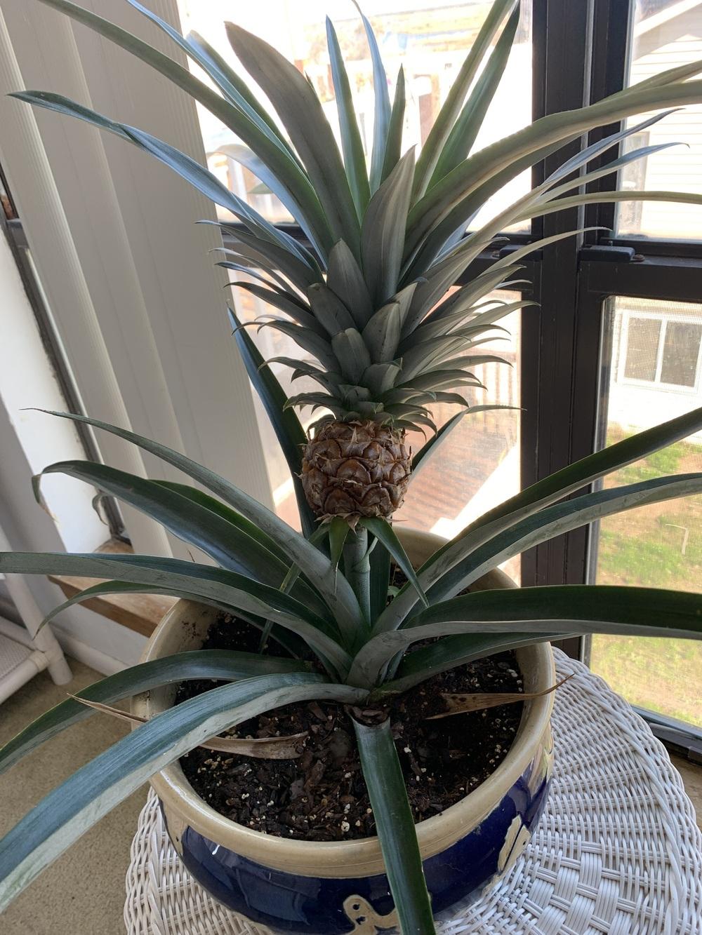Pineapple rotting in the Ask a Question forum