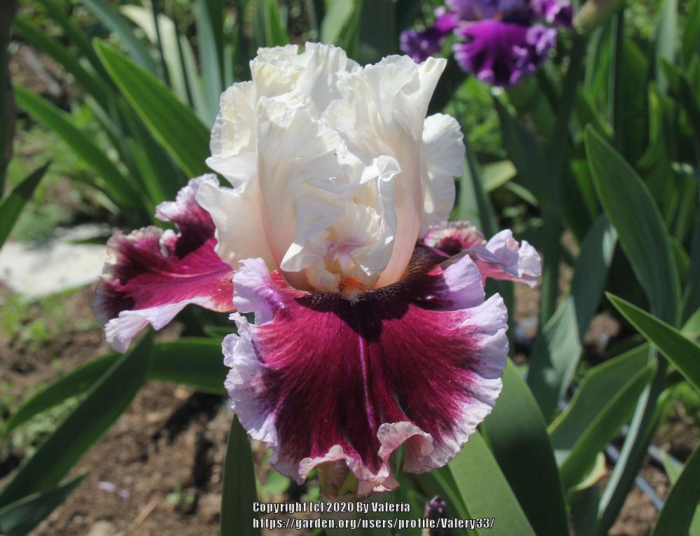 Photo of the bloom of Tall Bearded Iris (Iris 'Strawberry Freeze