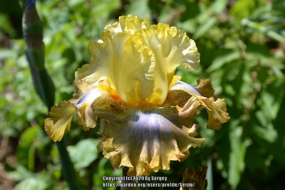 Tall Bearded Iris (Iris 'Banana Daiquiri') in the Irises Database