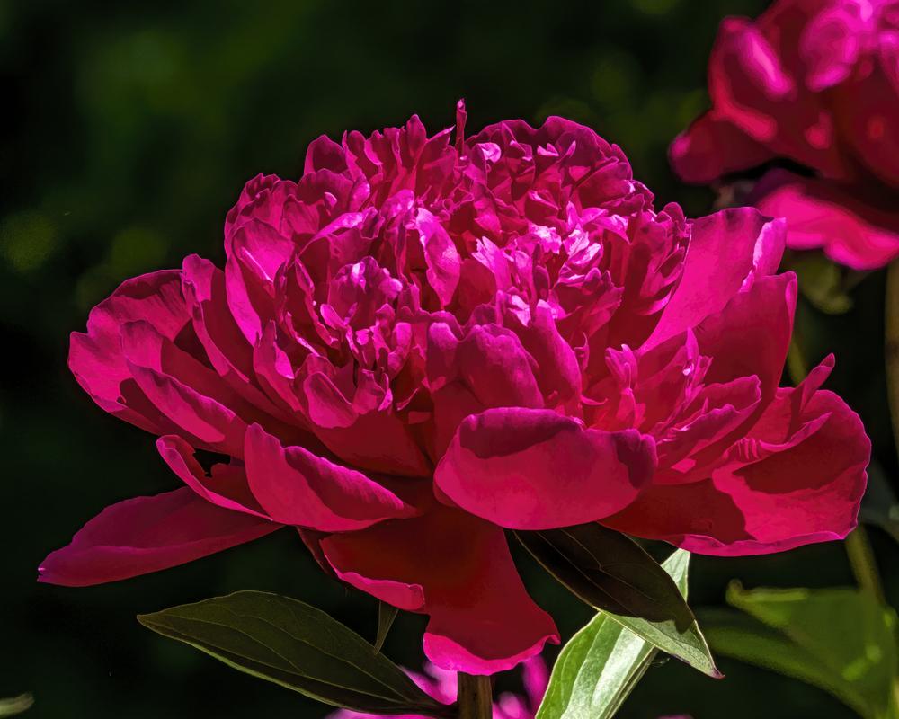 Peony (Paeonia lactiflora 'Shawnee Chief') in the Peonies Database