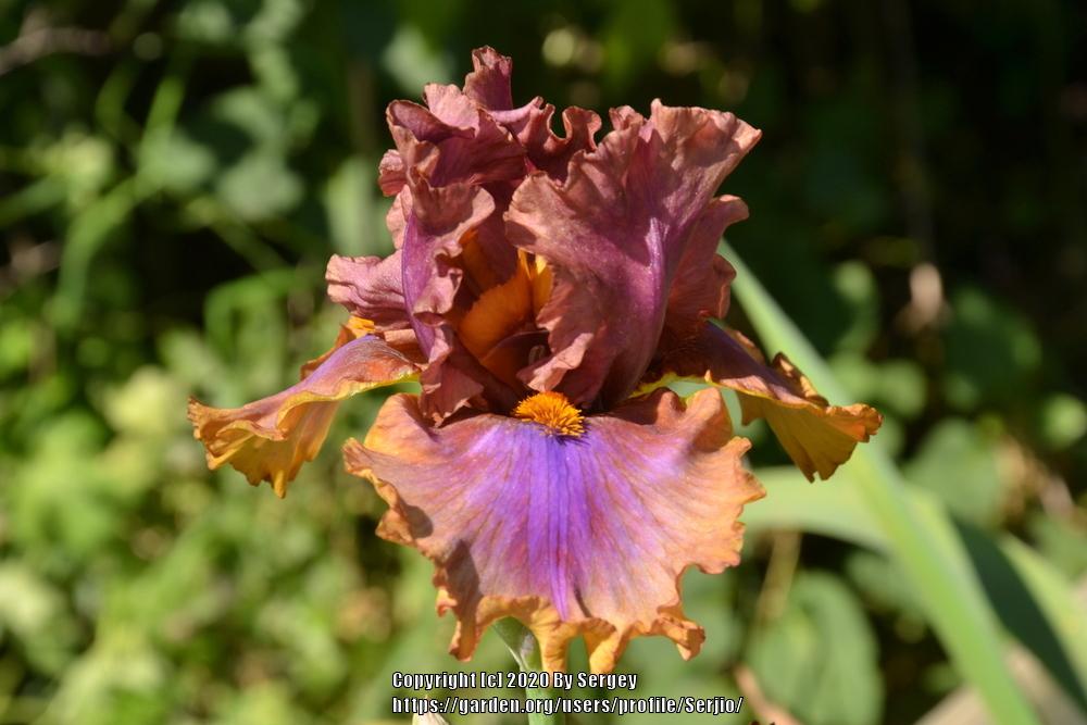 Tall Bearded Iris (Iris 'Maggie Beth') in the Irises Database