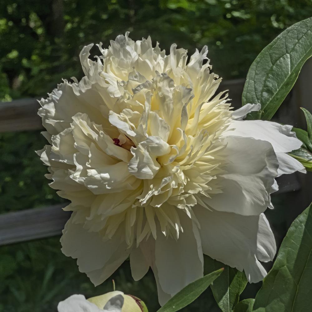 Peony (Paeonia lactiflora ‘Snow Mountain’) in the Peonies Database