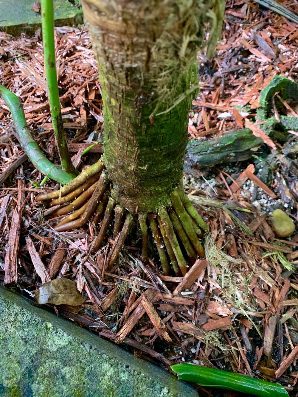 Rootspine Palm (Cryosophila stauracantha)