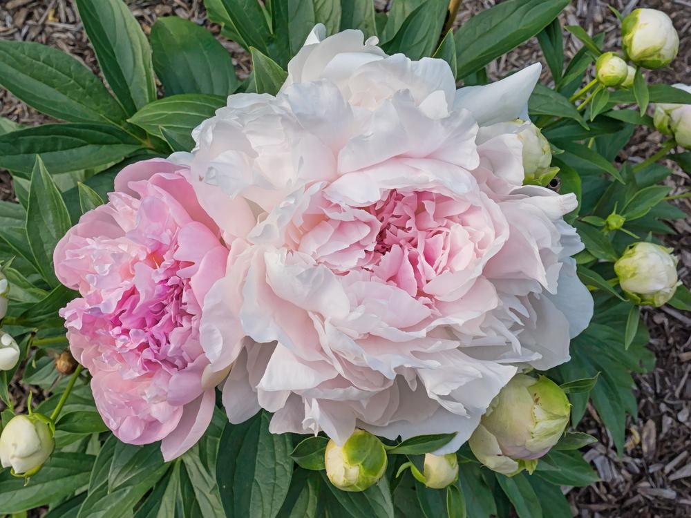Peony (Paeonia 'Auten's Pride') in the Peonies Database