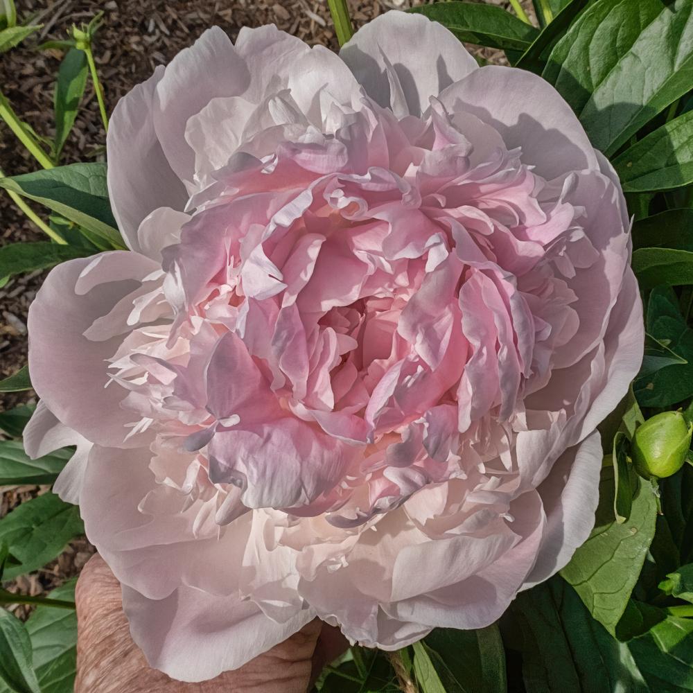 Photo of the bloom of Peony (Paeonia 'Auten's Pride') posted by