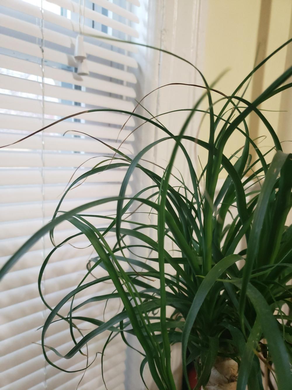 Ponytail palm brown tips in the All Things Gardening forum