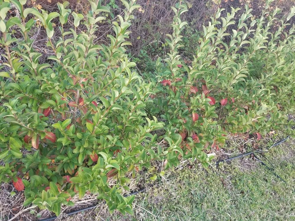 Some Viburnum Leaves Turning Red in the Ask a Question forum