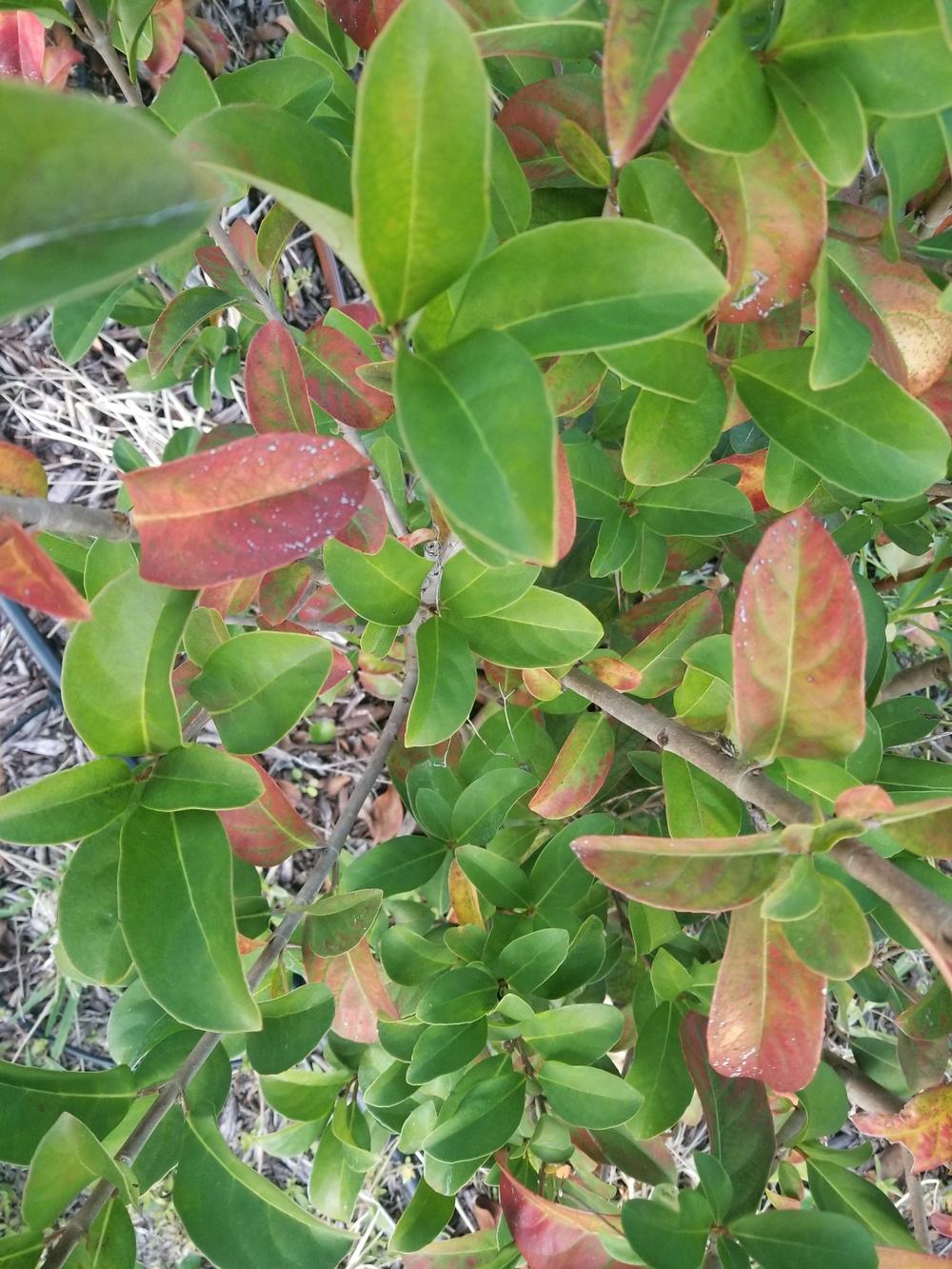 Some Viburnum Leaves Turning Red in the Ask a Question forum