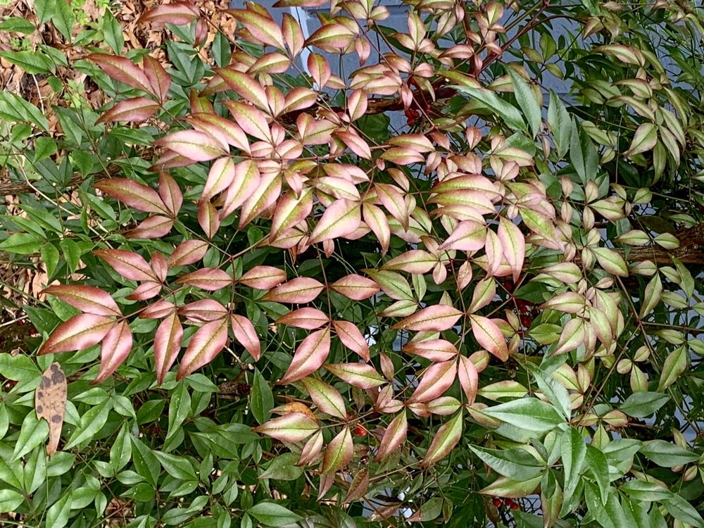 Heavenly Bamboos Plant Care and Collection of Varieties