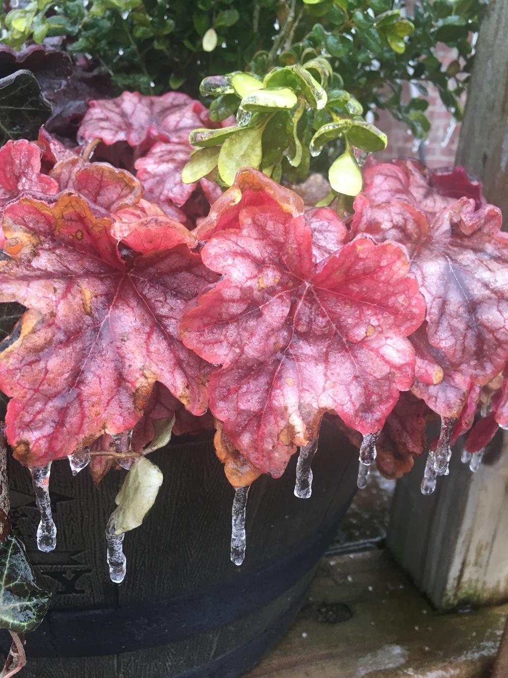 Foamy Bells (XHeucherella 'Copper Cascade') in the Foamy Bells Database