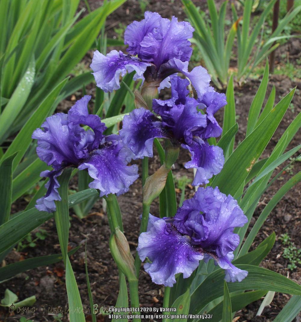 Tall Bearded Iris (Iris 'Walking on Air') in the Irises Database