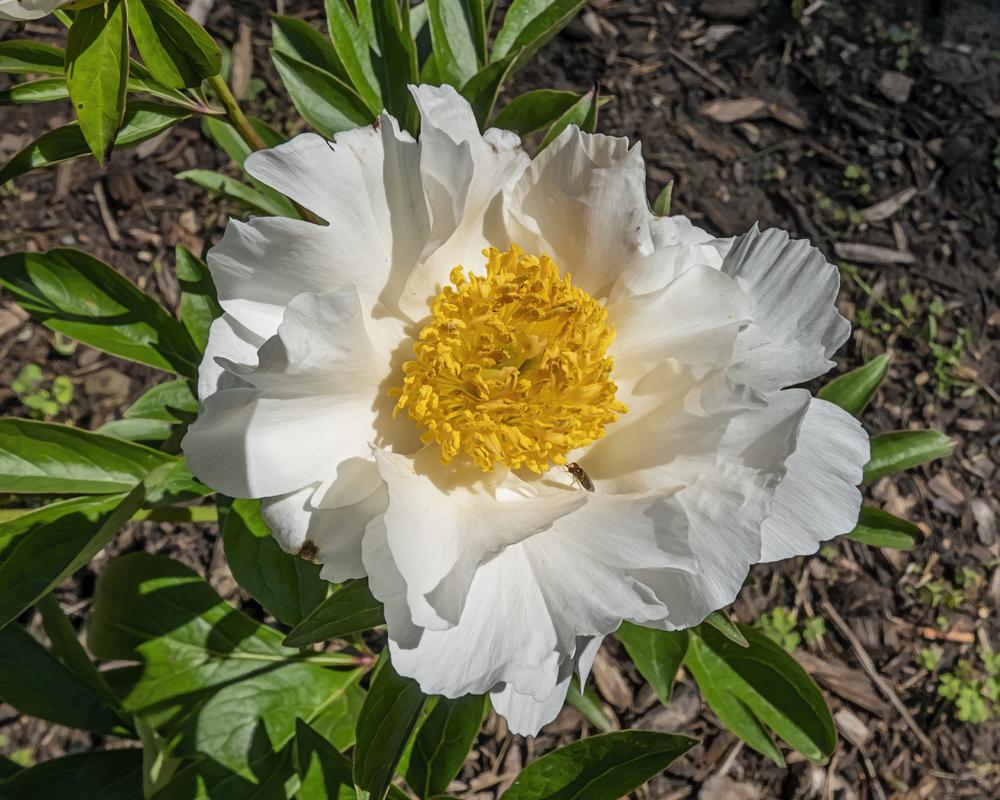 Peony (Paeonia lactiflora 'Virginia Dare') in the Peonies Database
