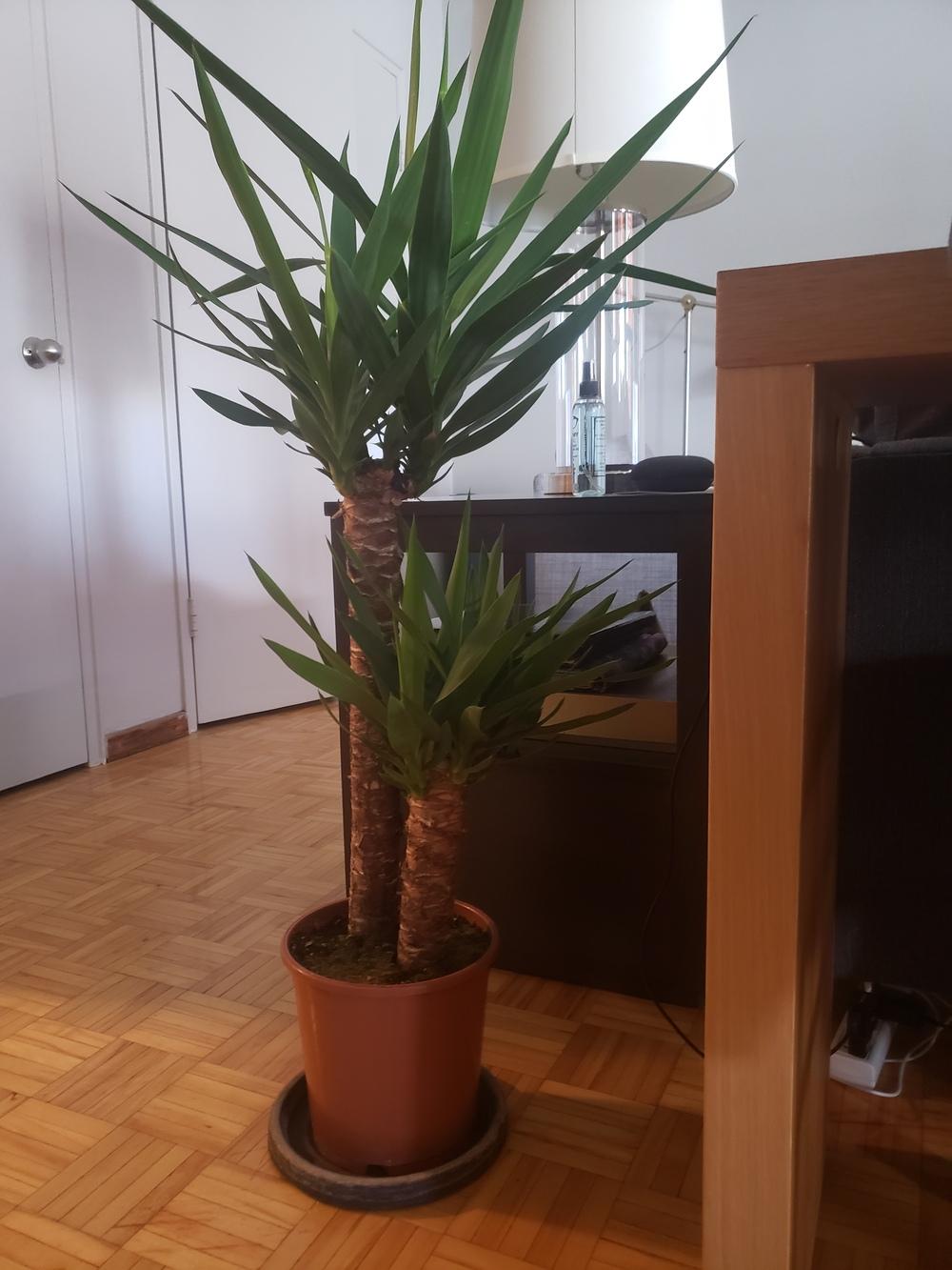 Yucca Plant Brown Leaves in the Ask a Question forum