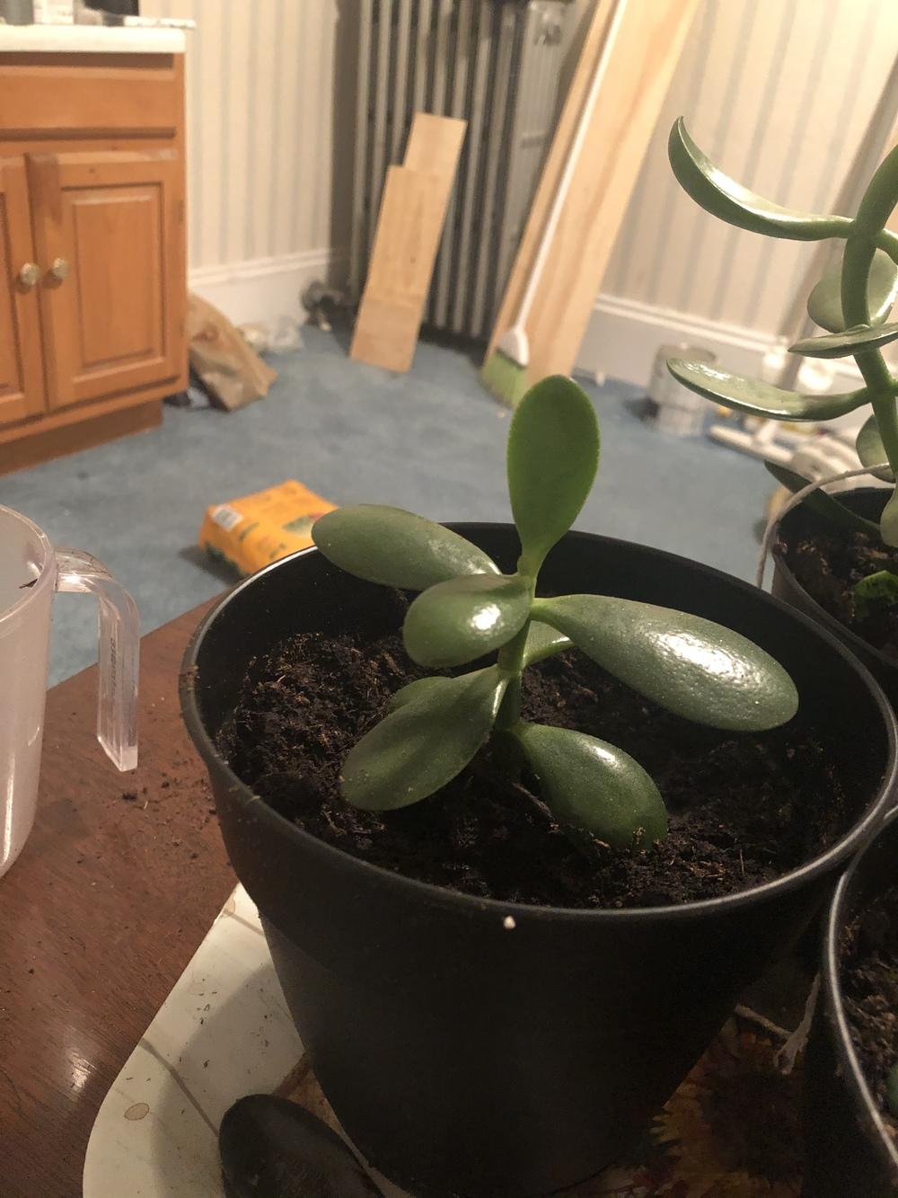 Jade plant from stem cutting in the Ask a Question forum