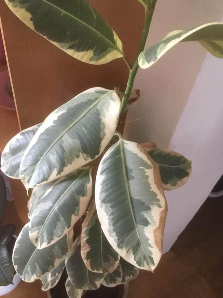 Rubber Plant dark spots on leaves in the Houseplants forum