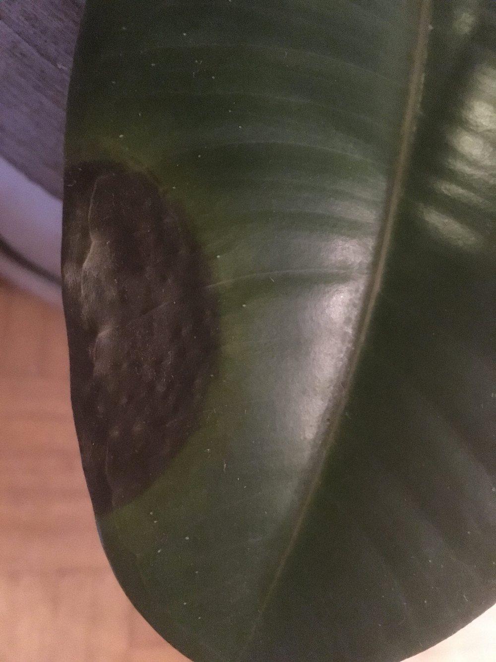 Rubber Plant dark spots on leaves in the Houseplants forum
