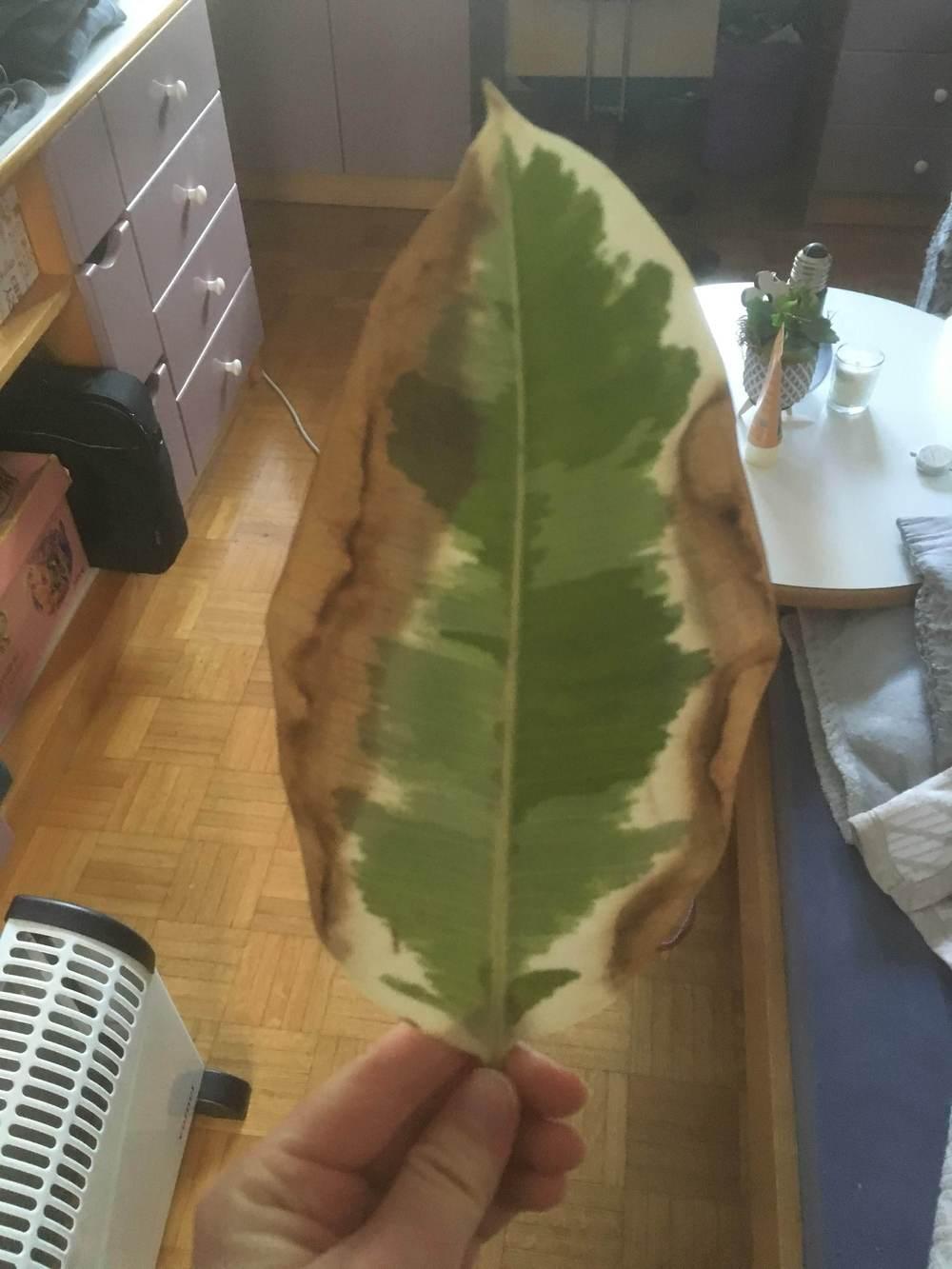 Rubber Plant dark spots on leaves in the Houseplants forum