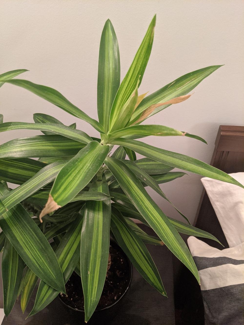 New growth on Dracaena turning yellow in the Houseplants forum