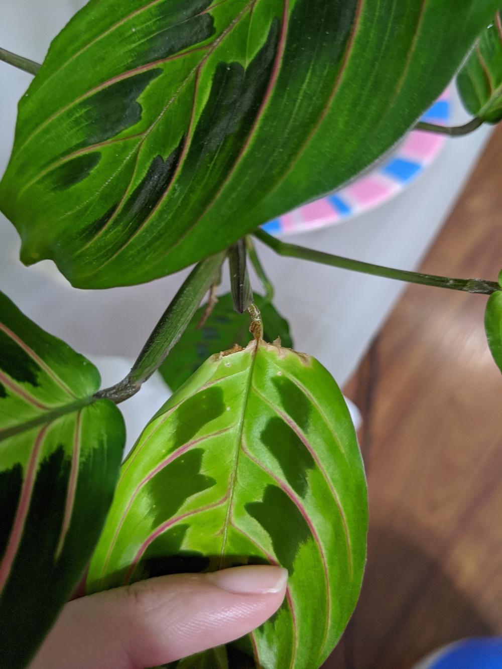 Houseplants forum Prayer Plant Problems