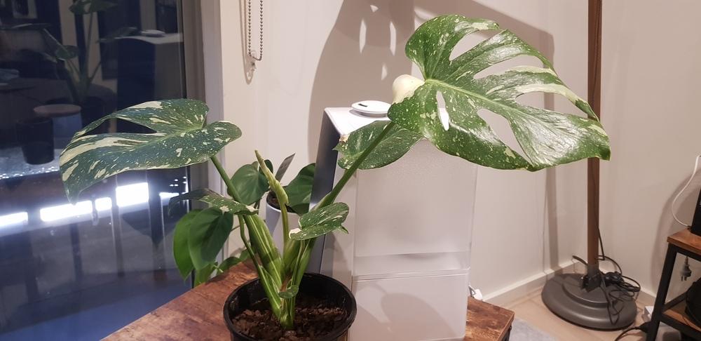 Houseplants Forum Monstera Thai Constellation Problems Garden Org