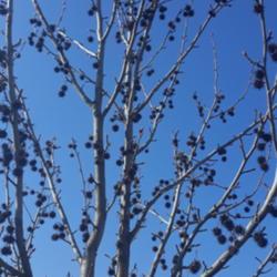 Photo by skopjecollection