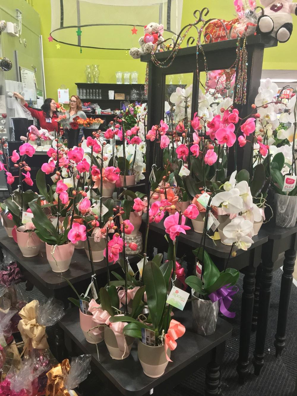 Grocery store orchid haul in the Orchids forum
