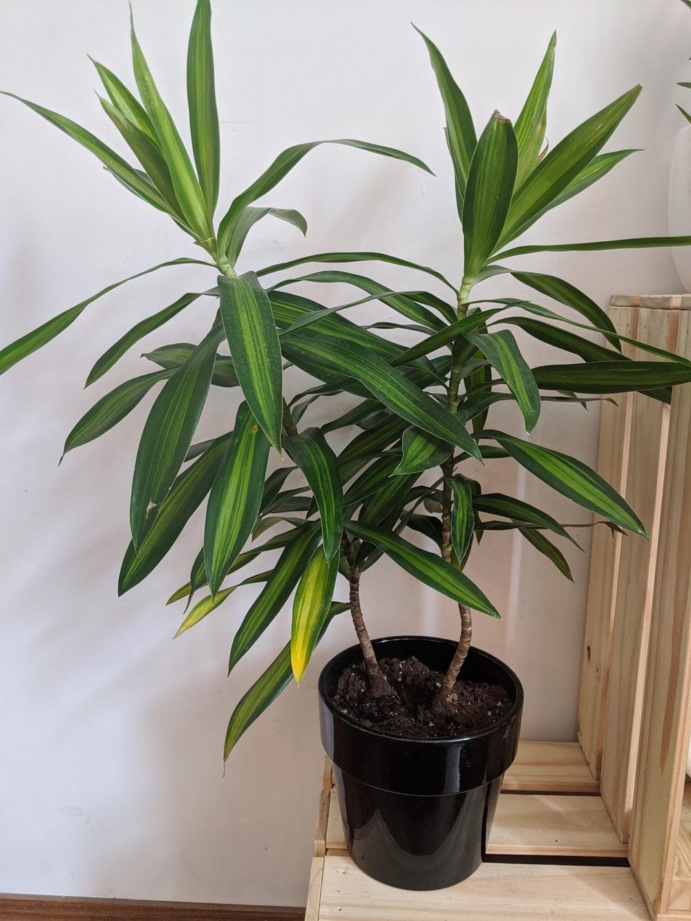 New growth on Dracaena turning yellow in the Houseplants forum