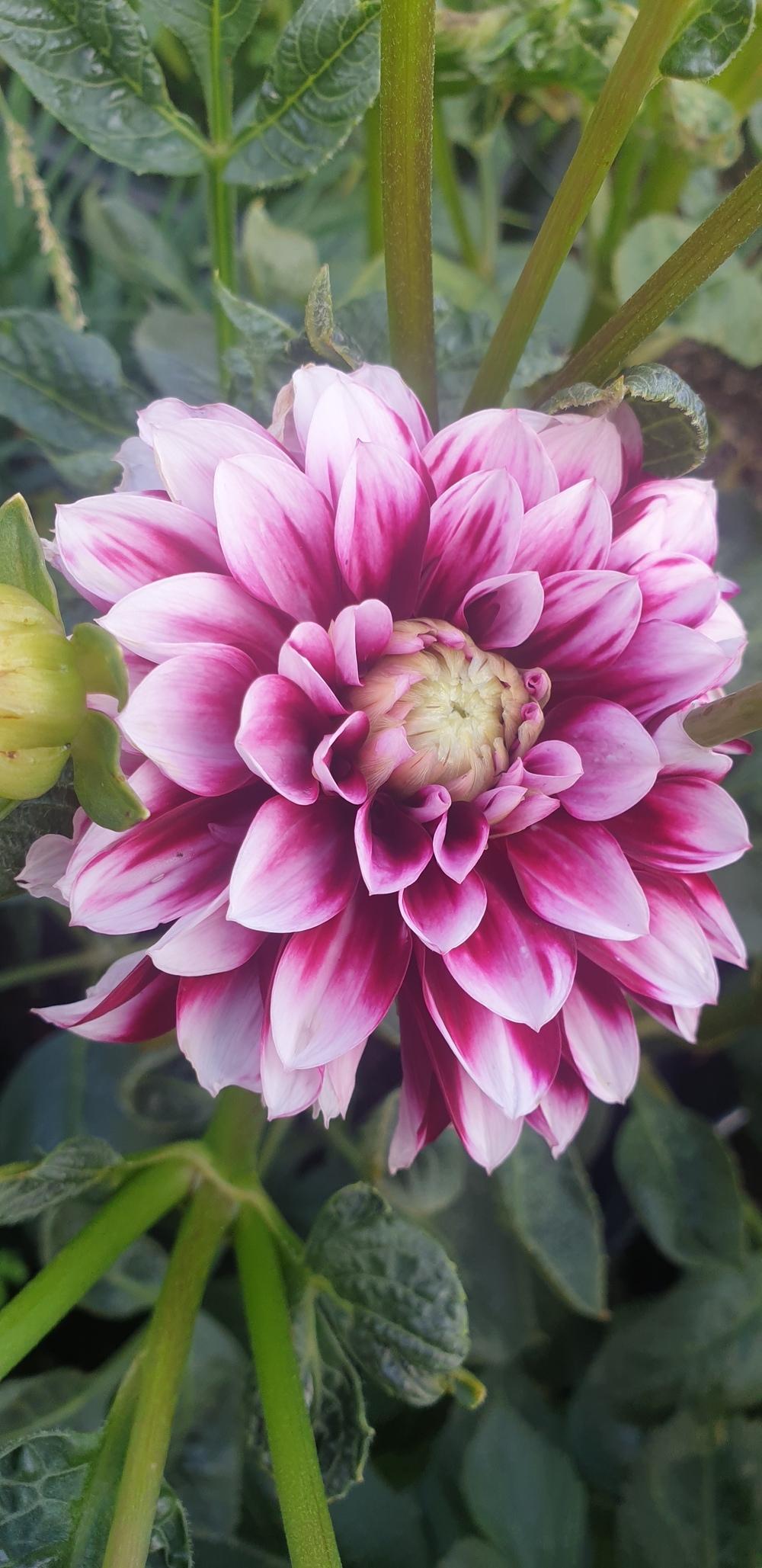 Dahlia 'Edinburgh' in the Dahlias Database