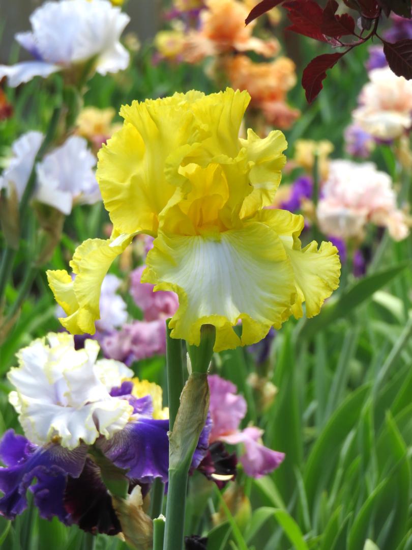 Photo of the bloom of Iris 'Sunny Bubbles' posted by Bloomers