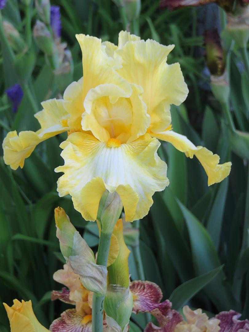 Tall Bearded Iris (Iris 'Gold Trimmings') in the Irises Database