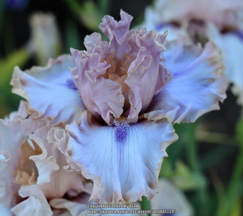 Tall Bearded Iris (Iris 'Candy Dust') in the Irises Database