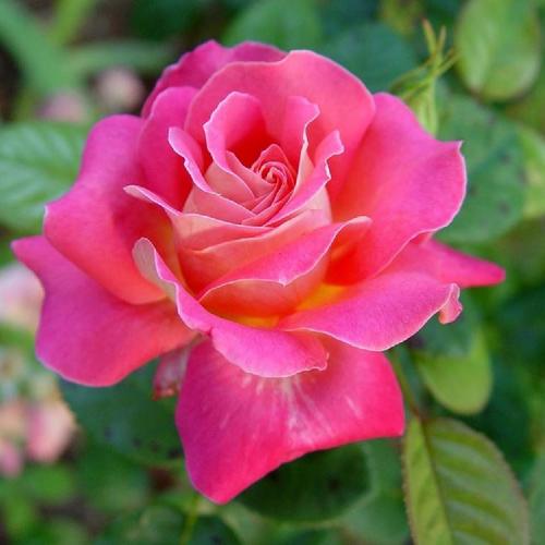 Rose (Rosa 'Cliche') in the Roses Database