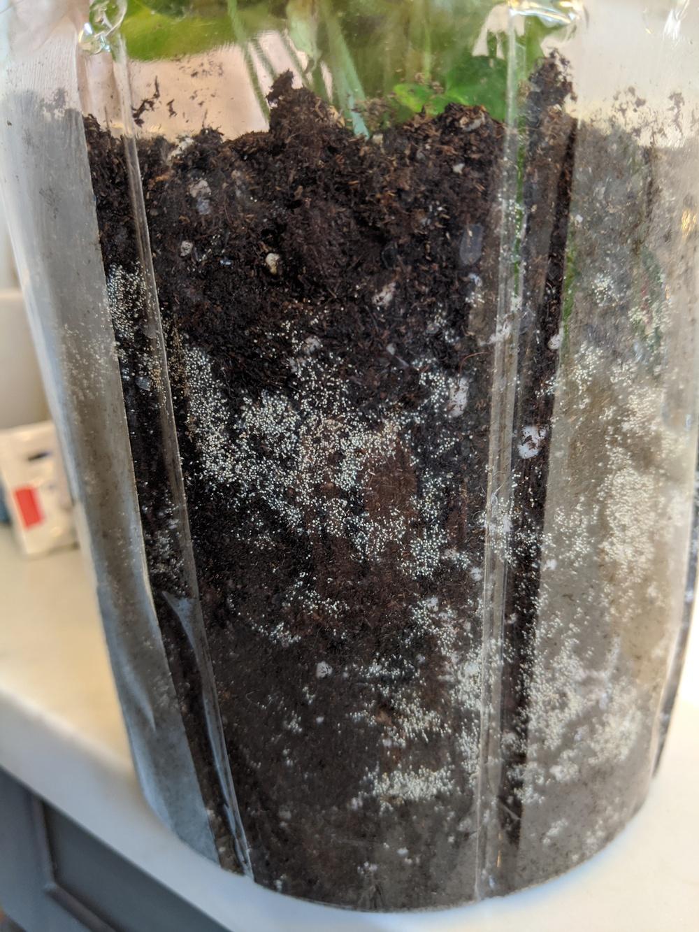 Houseplant help! Mold? in the Houseplants forum
