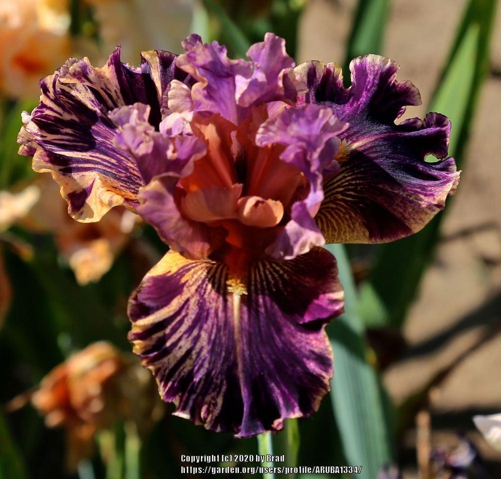 Photo of the bloom of Tall Bearded Iris (Iris 'Wild Streak') posted by