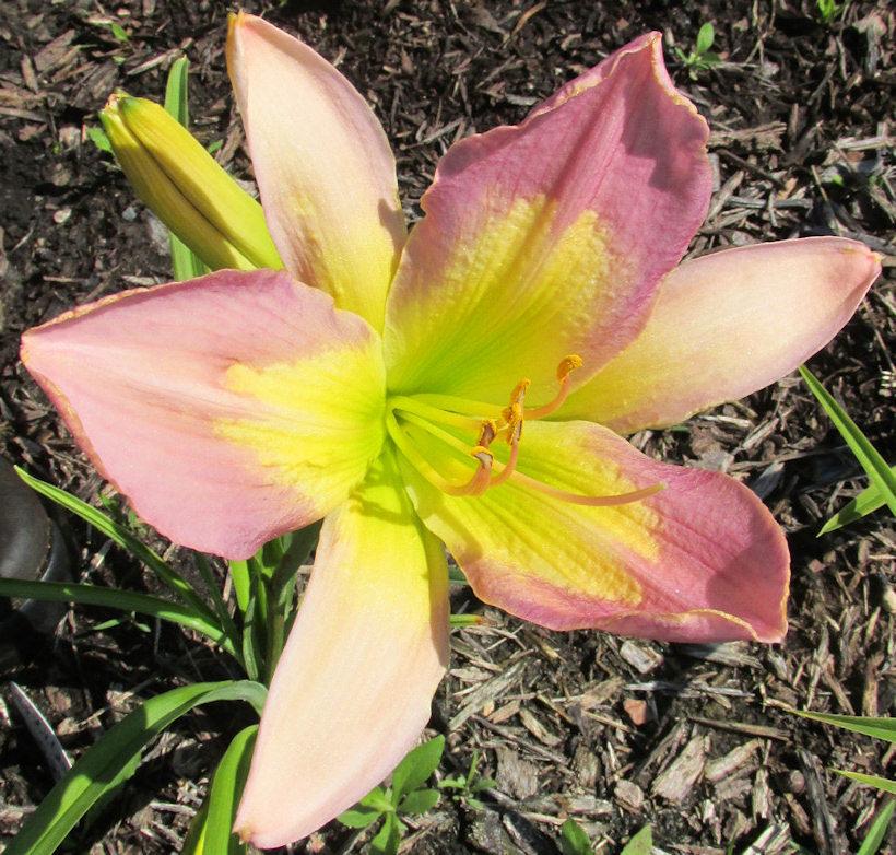 Favorite daylily pics to help us thru winter in the Daylilies forum
