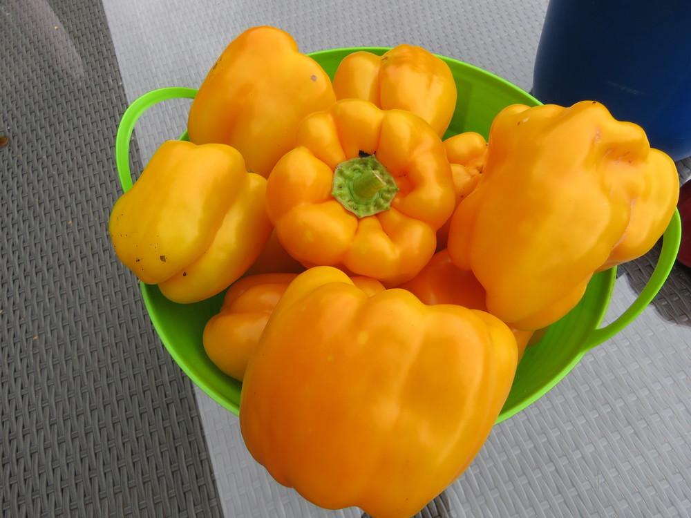 Photo of the fruit of Bell Pepper (Capsicum annuum 'Flavorburst