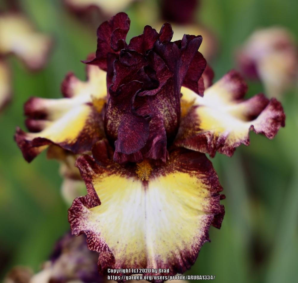 Tall Bearded Iris (Iris 'Prophetic Dream') in the Irises Database